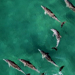 NOUNS-dolphins