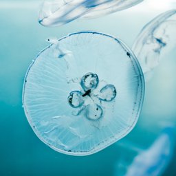 NOUNS-jellyfish-2