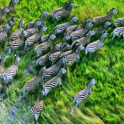 Zebras