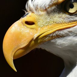 alexas_fotos-BUzjetL88RU-unsplash