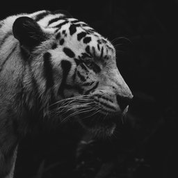 alicia-chong-w5dsoP-W-aw-unsplash