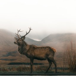asa-rodger-B8xmtKWLrVo-unsplash