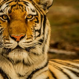 blake-meyer-5RBXc7R-YWs-unsplash