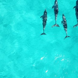 courtnie-tosana-school-of-dolphins-in-australia