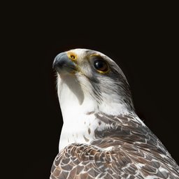 daniela-kalwarowskyj-gCI_kgOC3do-unsplash