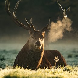 diana-parkhouse-YNQrwks9uG8-unsplash