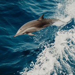 flavio-gasperini-dolphin-coming-up-for-air
