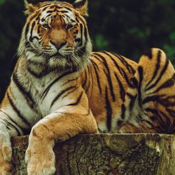 frida-lannerstrom-IDO_a-dxrCY-unsplash