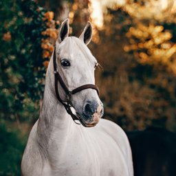 helena-lopes-RoTyXO1m0wo-unsplash