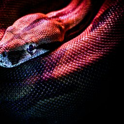 jan-kopriva-p1SKuYXxqec-unsplash