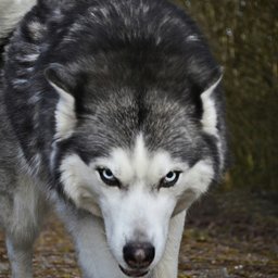 jeroen-bosch-GKkIHrSCuPk-unsplash