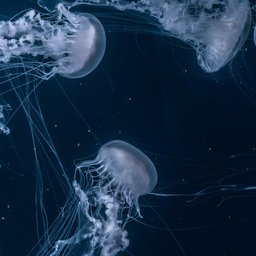 joel-filipe-_AjqGGafofE-unsplash