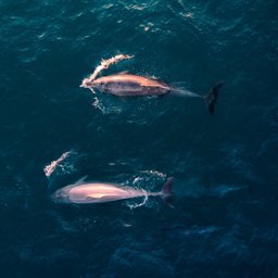 lachlan-dempsey-black-whales