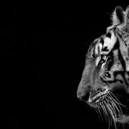 niket-goswami--BnqqHaeFq4-unsplash