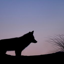 ray-hennessy-9rloii_qmmw-unsplash