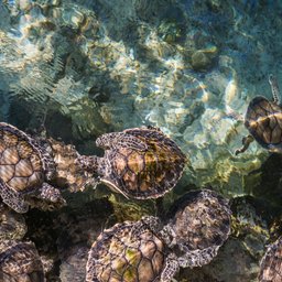 ricardo-braham-turtles-in-playa-del-carmen-mexico