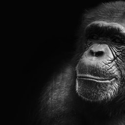 rishi-ragunathan-fs6NPHYMN7o-unsplash