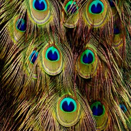 peter-burdon-BaVn5jdPnHw-unsplash